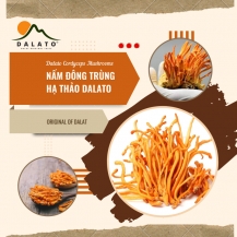 nam dong trung ha thao dalato